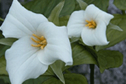 Trillium