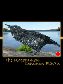 the uncommon common raven metal sculpture by canadian sculptor hilary clark cole