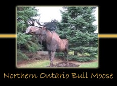 northern ontario bull moose steel sculpture by canadian sculptor hilary clark cole