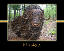 muskox steel sculpture by canadian sculptor hilary clark cole