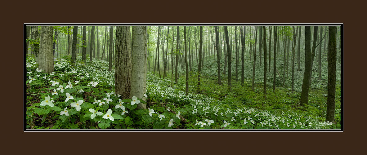 Valley of Trilliums