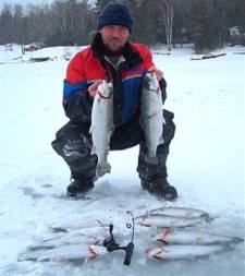 Rainbow trout